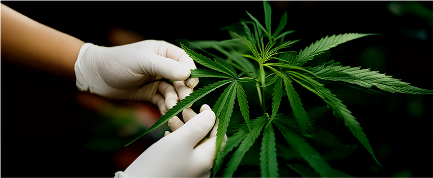 Understanding Weed Strains: Indica, Sativa and Hybrid Explained