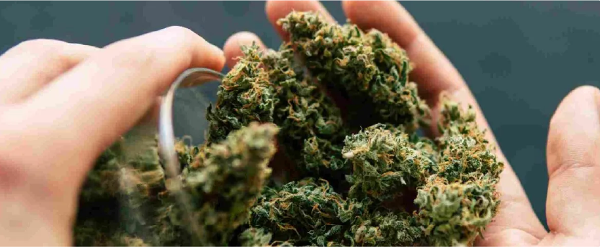 Understanding Weed Strains: Indica, Sativa and Hybrid Explained