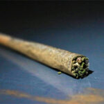 Close-up of a cannabis pre-roll joint filled with ground marijuana